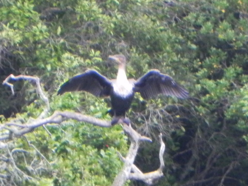 Great Cormorant (White-breasted) - ML103564661