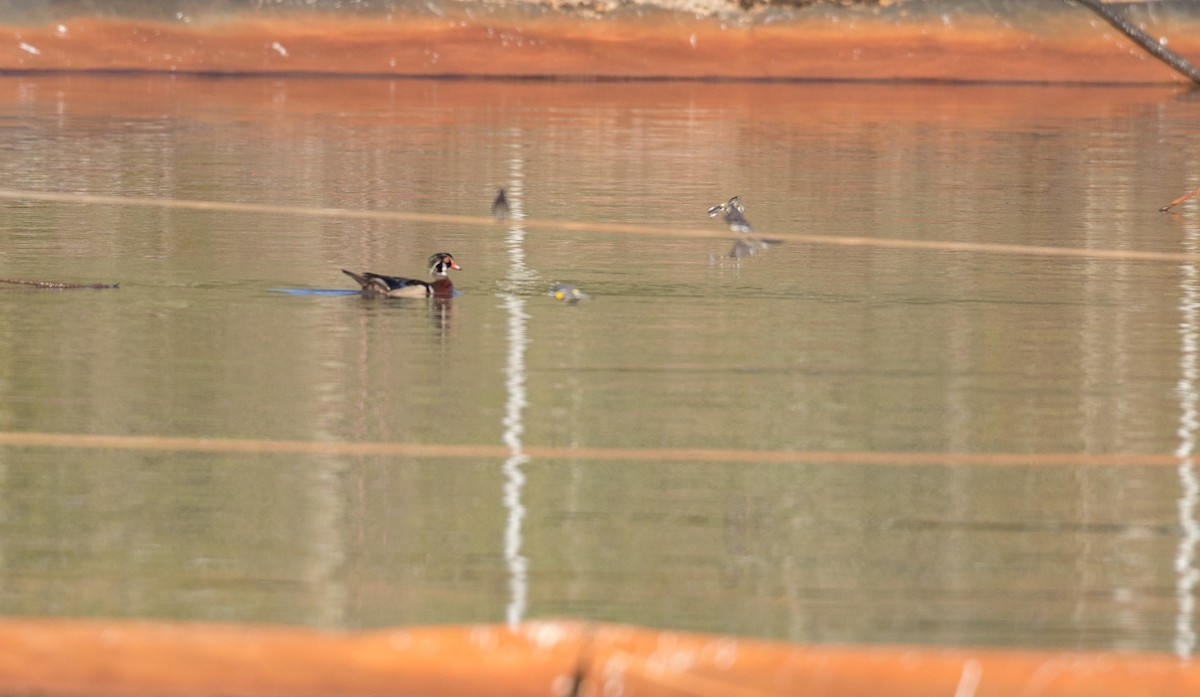 Wood Duck - ML103565831