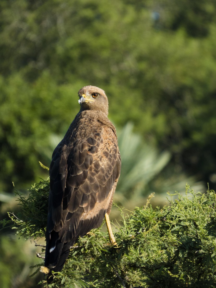 Savanna Hawk - Leandro Bareiro Guiñazú