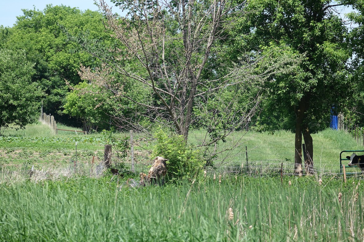 Mourning Dove - ML103568641