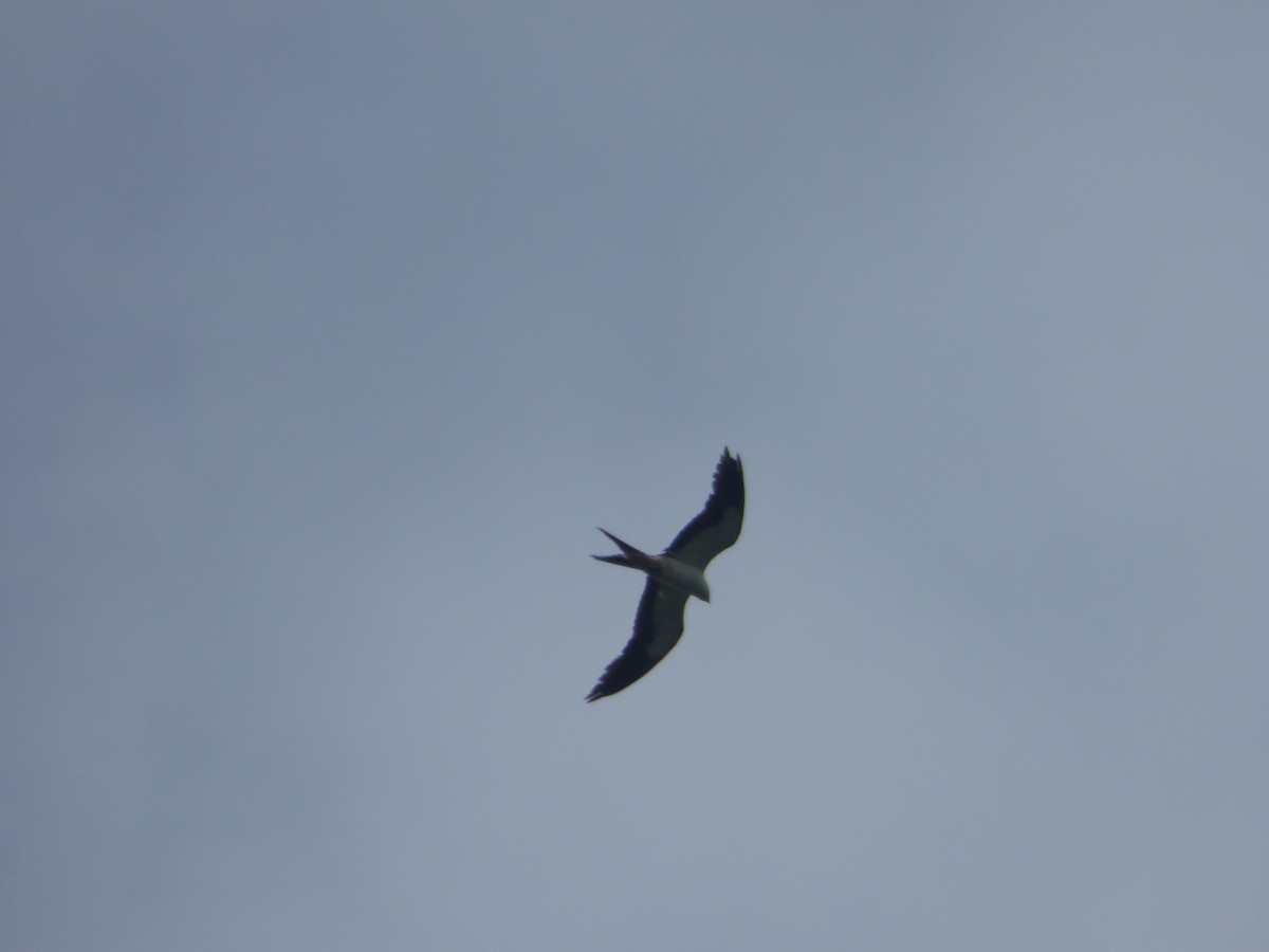 Swallow-tailed Kite - ML103568761