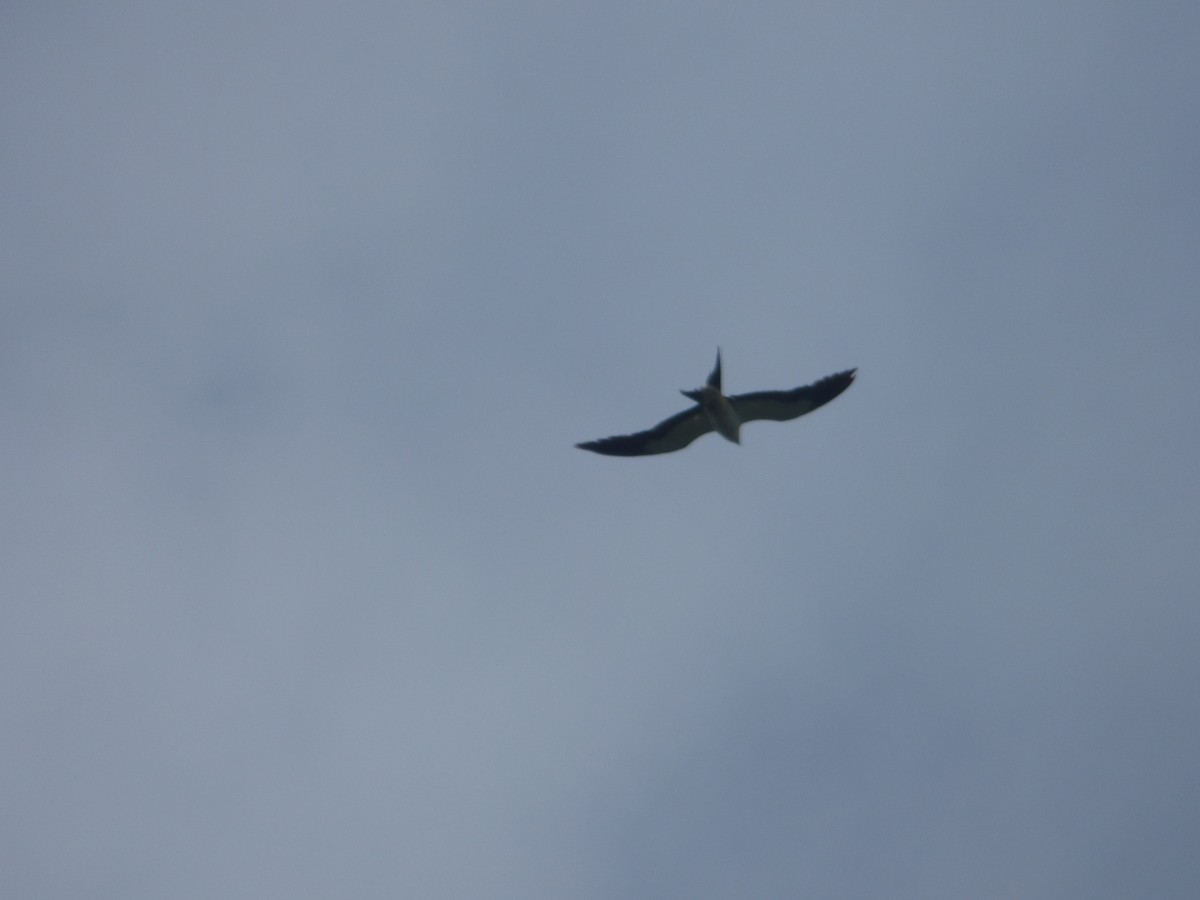 Swallow-tailed Kite - ML103568771