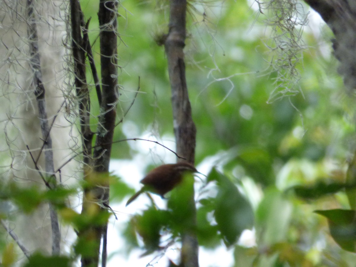 Carolina Wren (Northern) - ML103568841