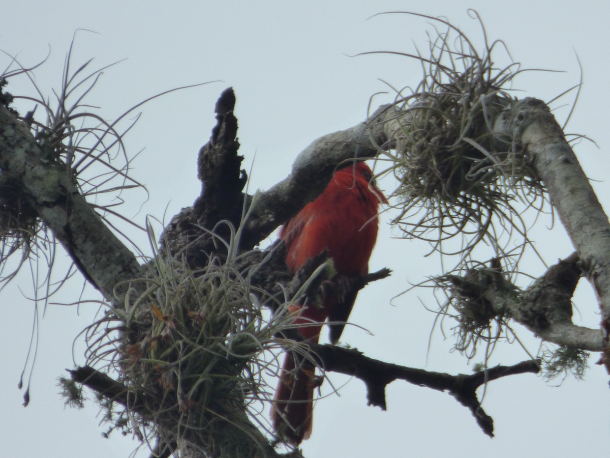 Cardinal rouge (groupe cardinalis) - ML103568881