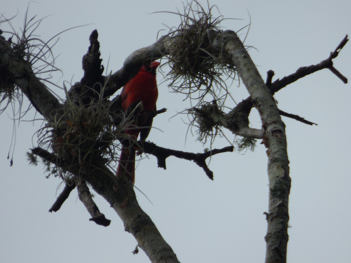 ショウジョウコウカンチョウ（cardinalis グループ） - ML103568891