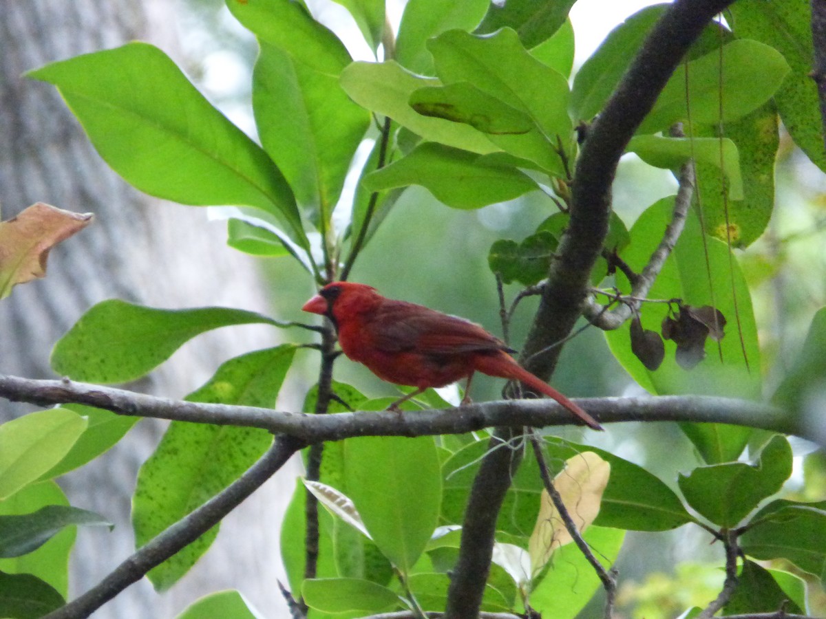 Кардинал червоний [група cardinalis] - ML103568901