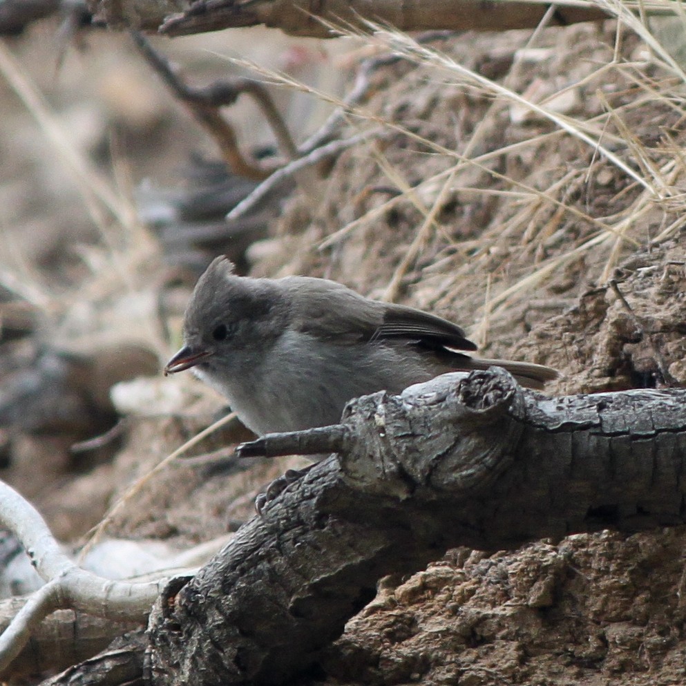 Oak Titmouse - ML103569991