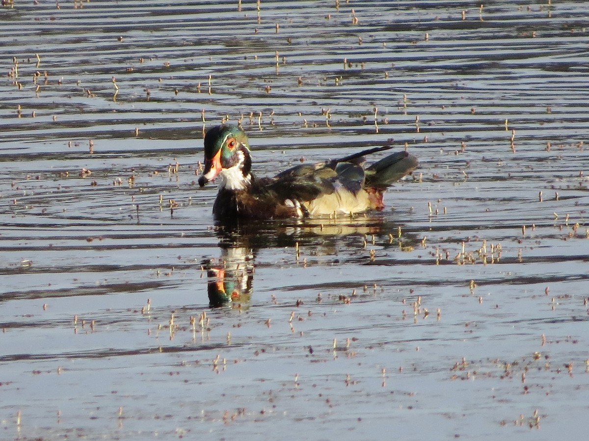 Wood Duck - ML103570731