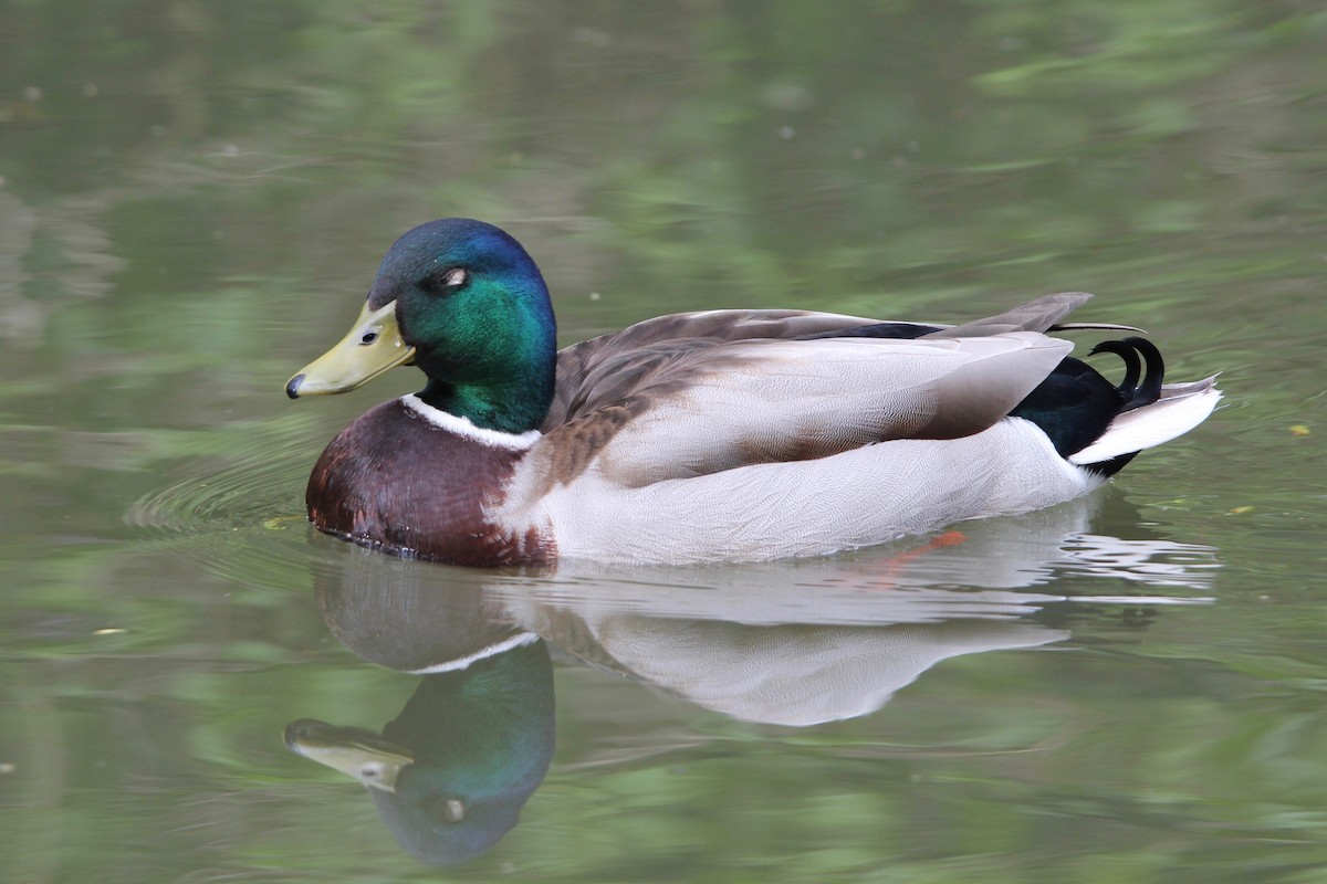 Mallard - Robert Gowan