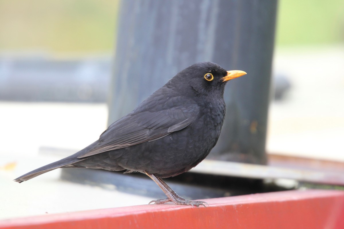 Eurasian Blackbird - ML103571001