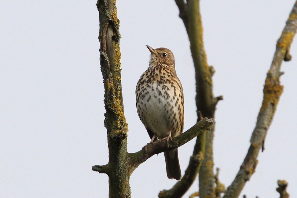 Song Thrush - Robert Gowan