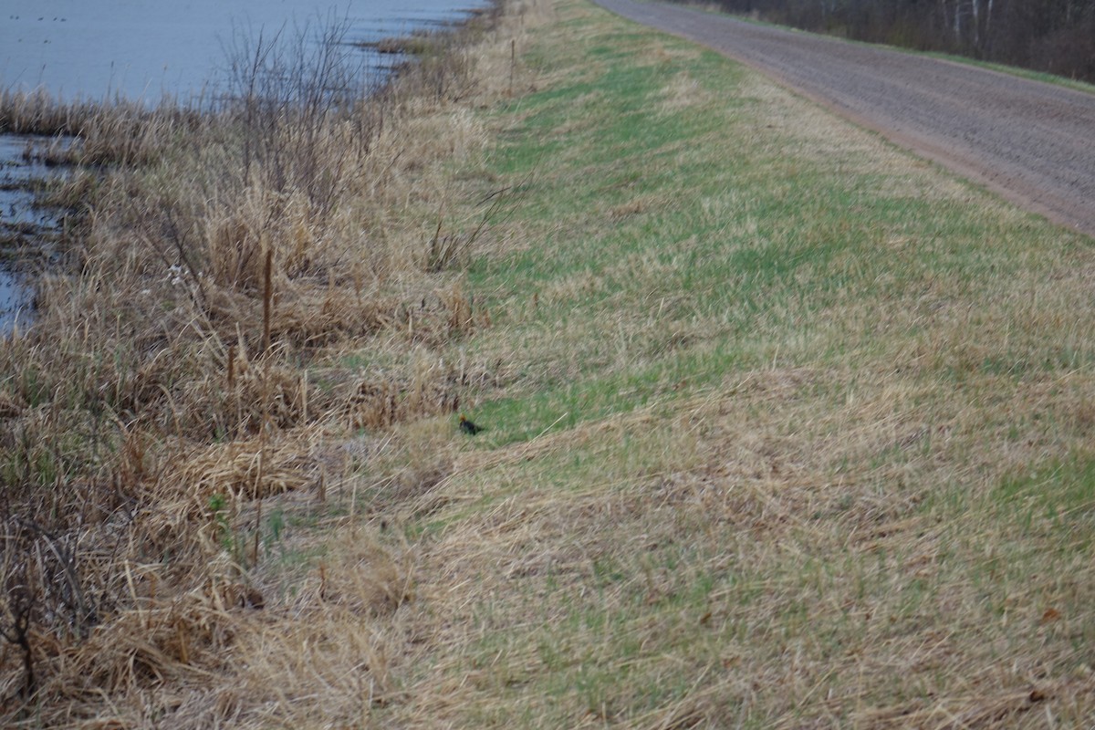 Yellow-headed Blackbird - ML103571151