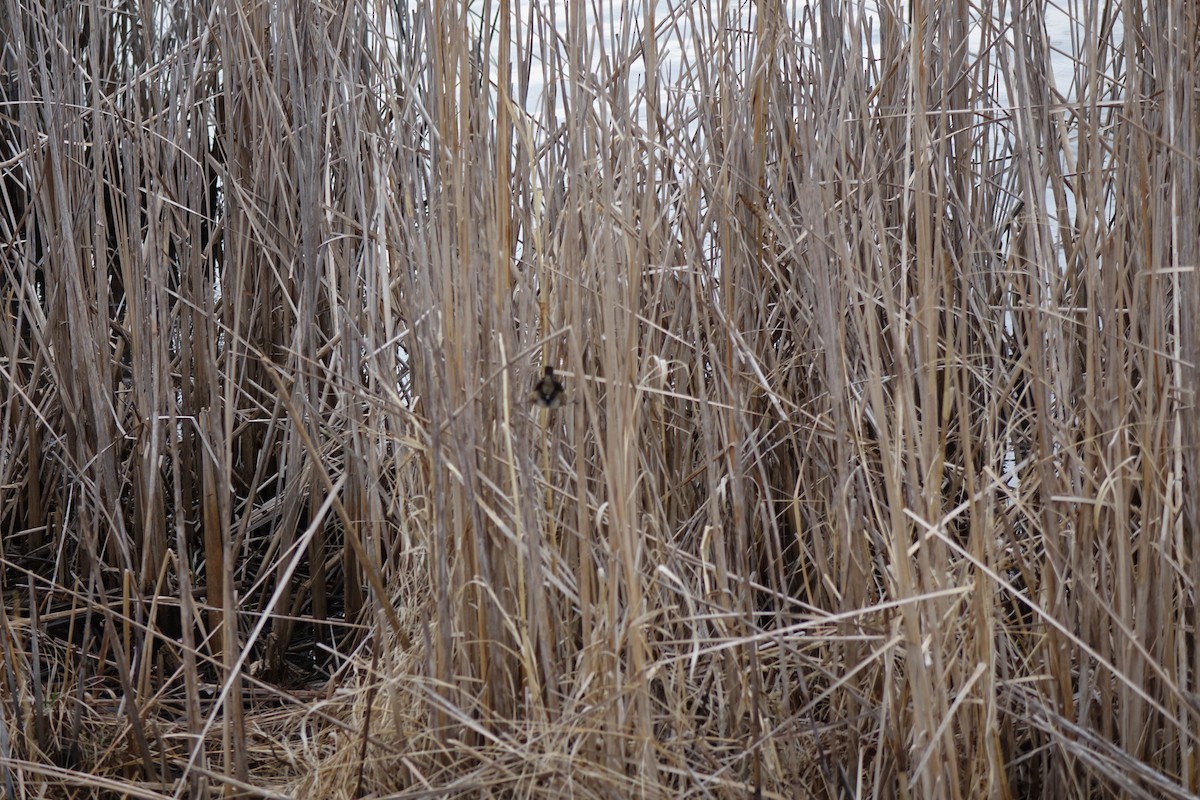 Marsh Wren - ML103571691