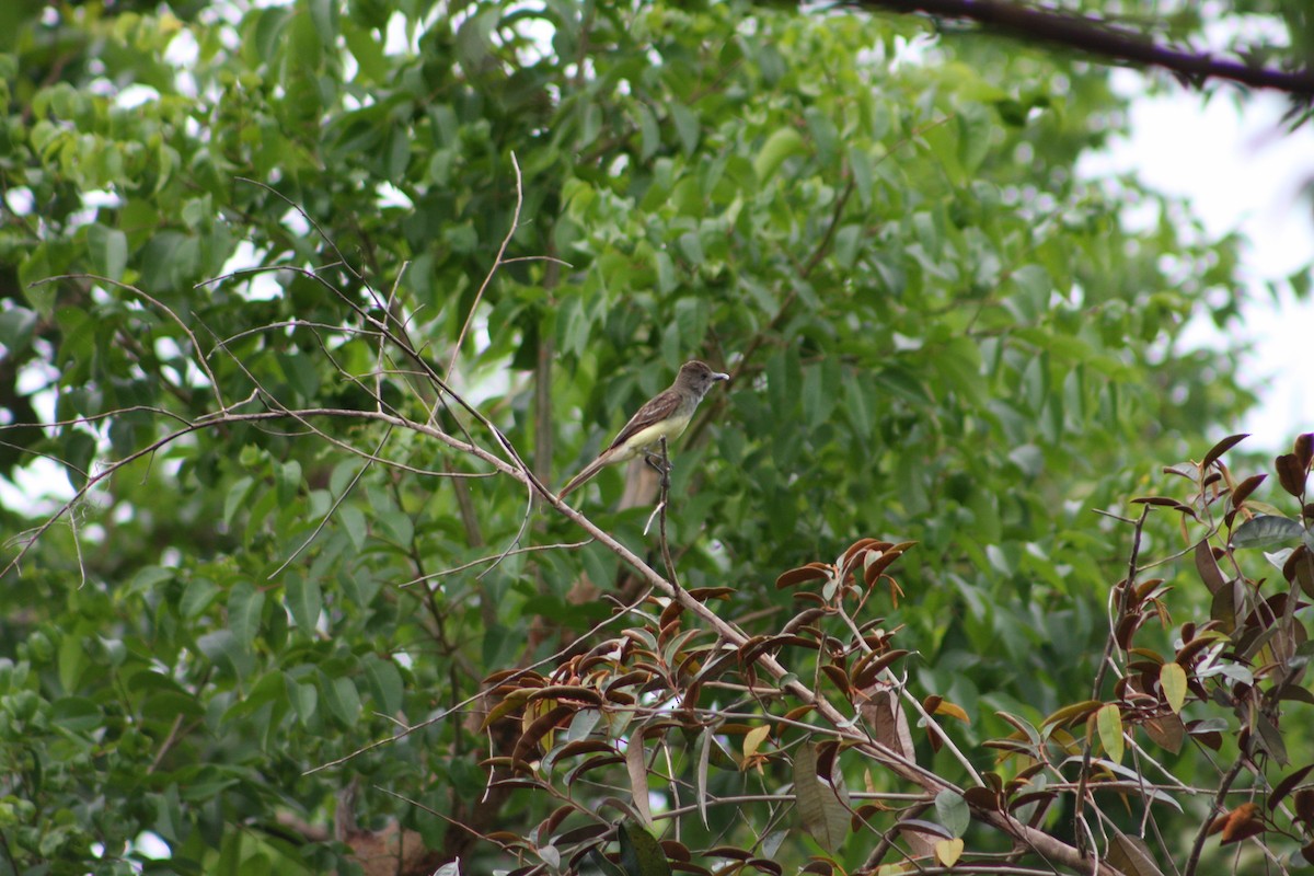 Great Crested Flycatcher - Hansel Herrera