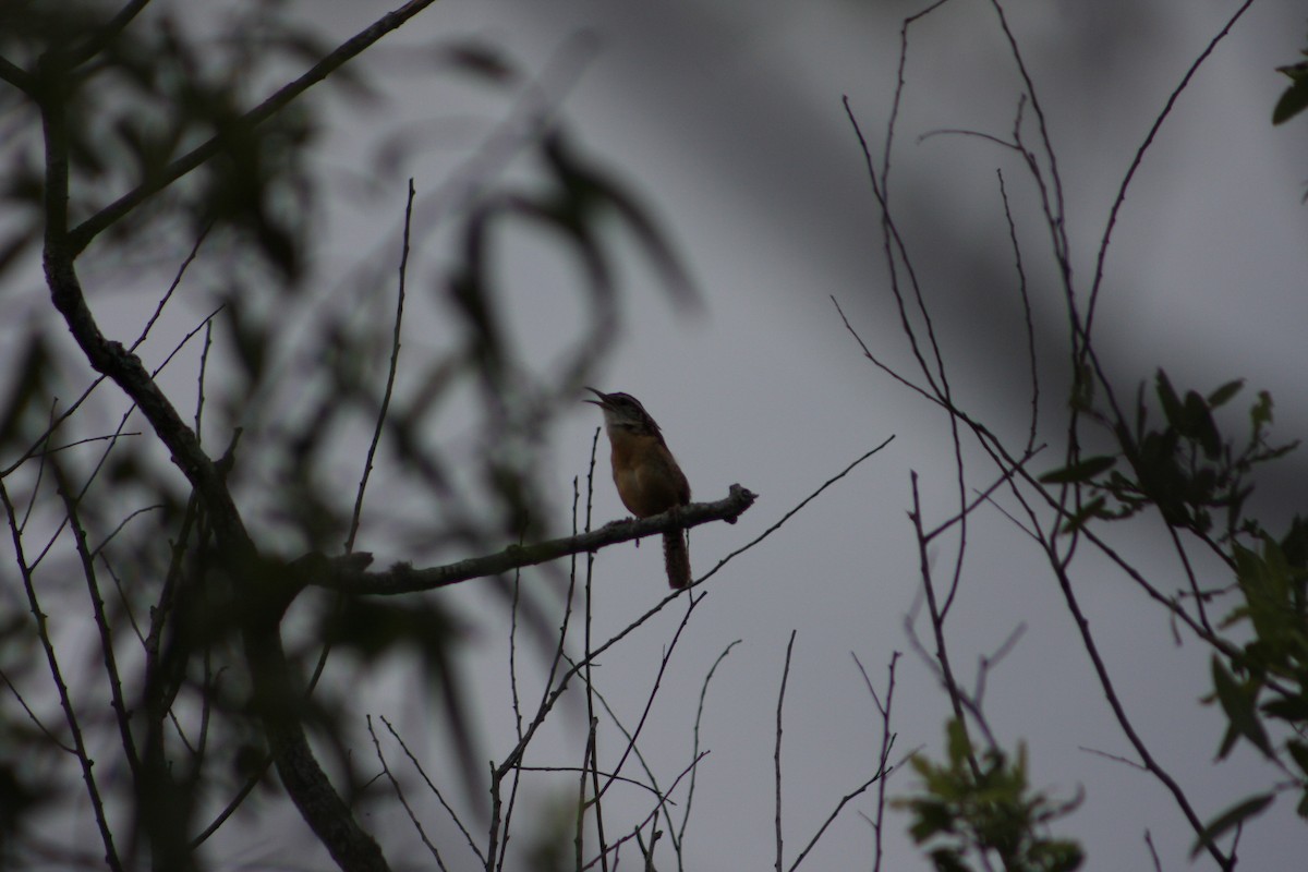 Carolina Wren - ML103572141