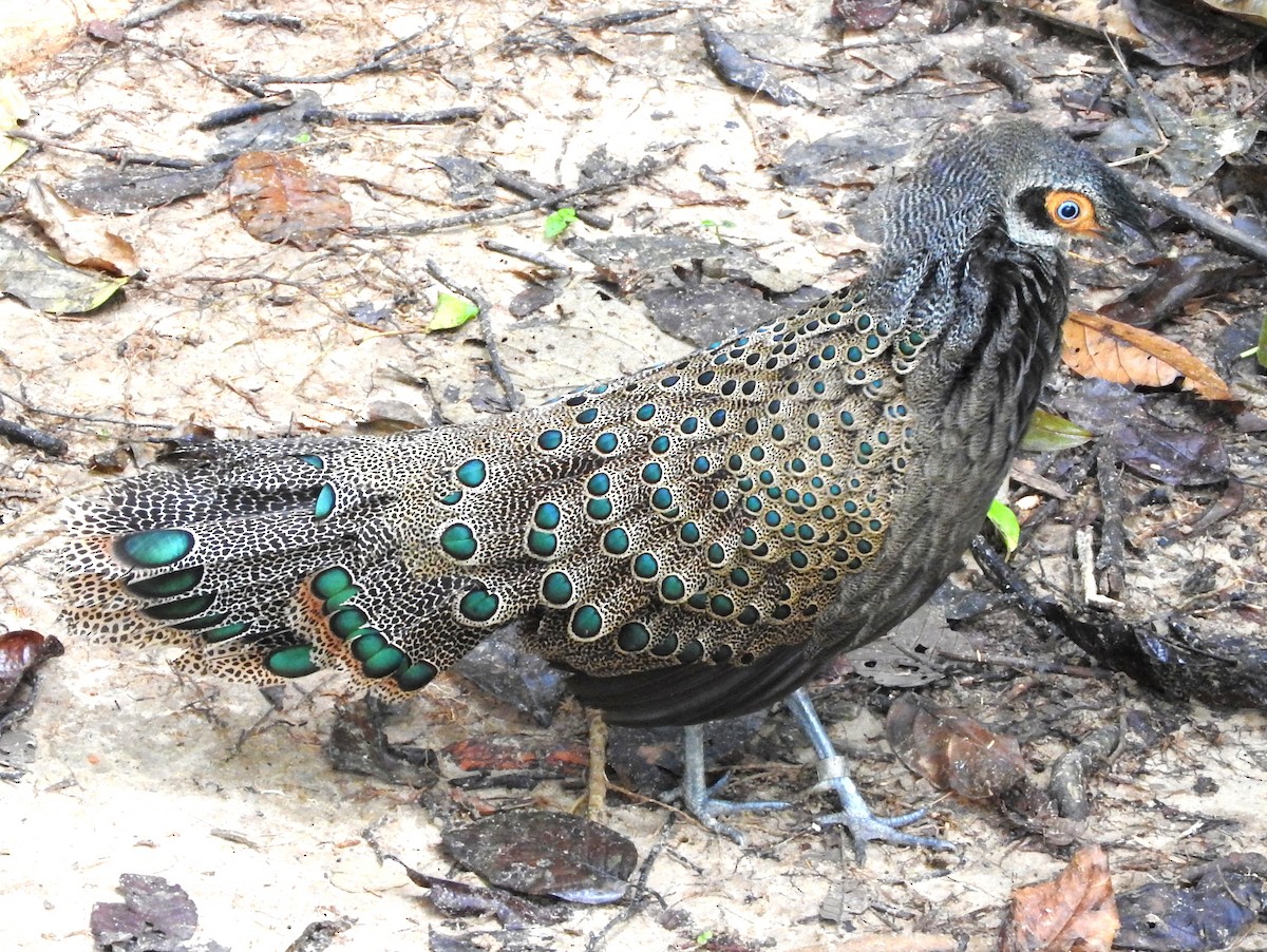 Malayan Peacock-Pheasant - ML103573751