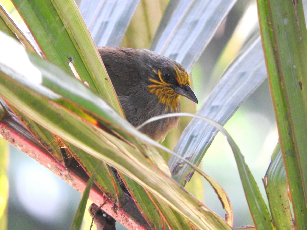 Stripe-throated Bulbul - ML103573851