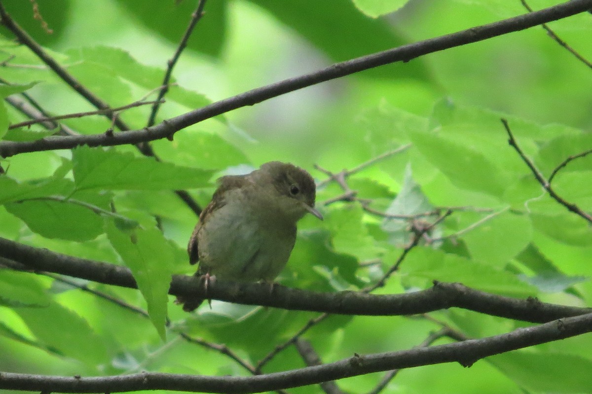 House Wren - ML103575091