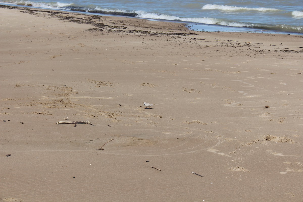 Piping Plover - ML103575841