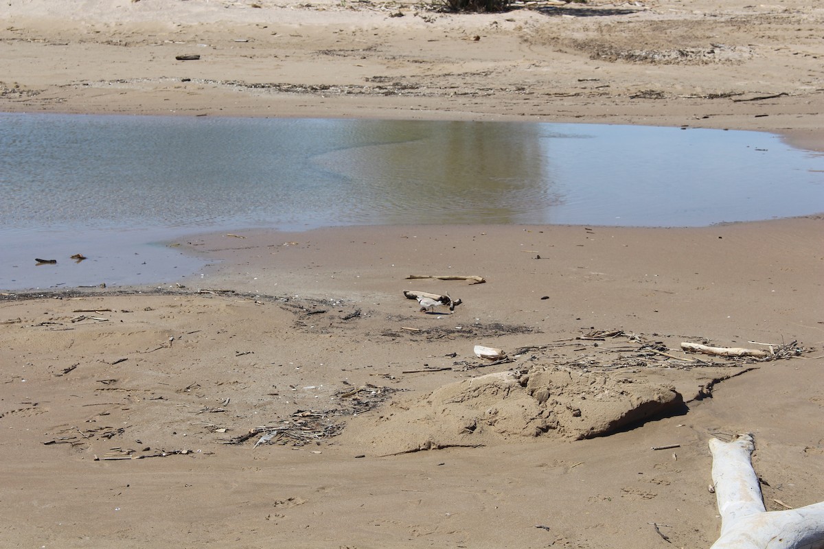 Piping Plover - Dustin Veenhof