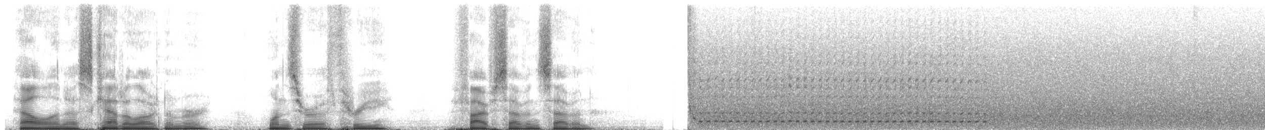 Slaty Bristlefront - ML103577