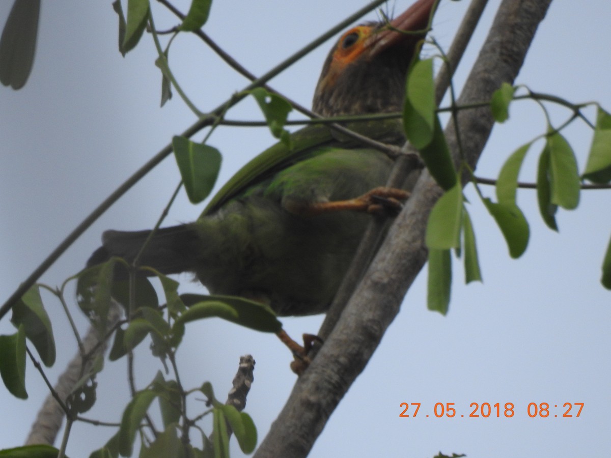 Brown-headed Barbet - ML103577511