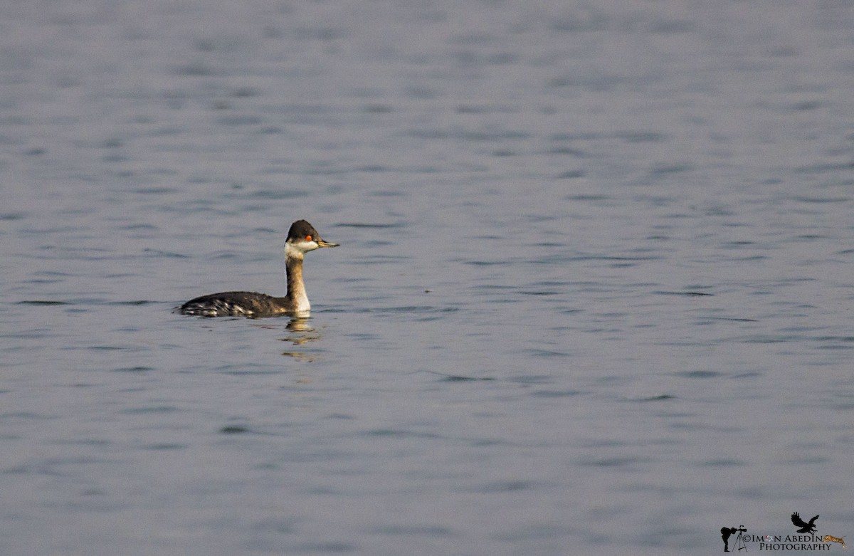 potápka černokrká - ML103578061