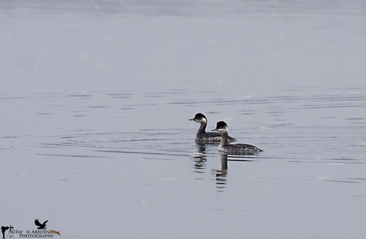potápka černokrká - ML103578081