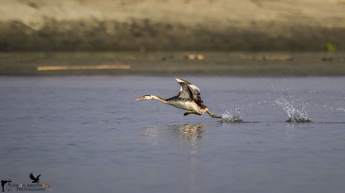 potápka roháč - ML103578121