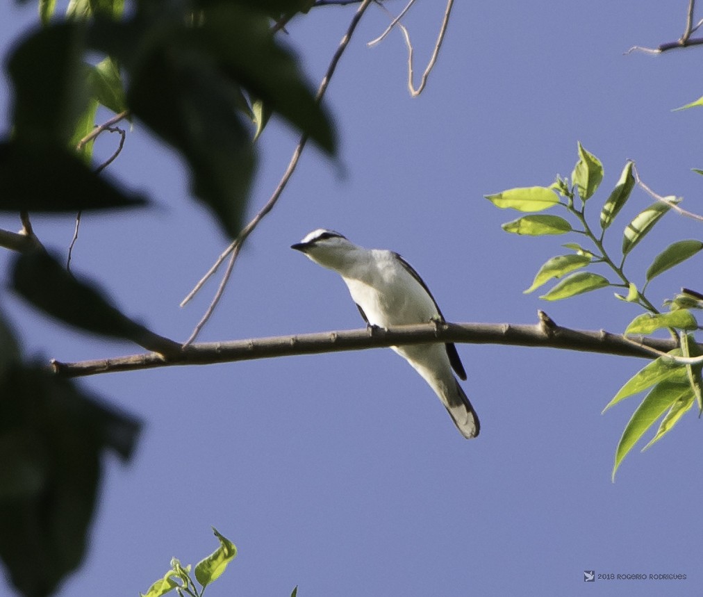 Pied Triller - Rogério Rodrigues