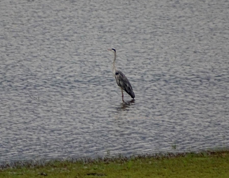 Gray Heron - ML103580761