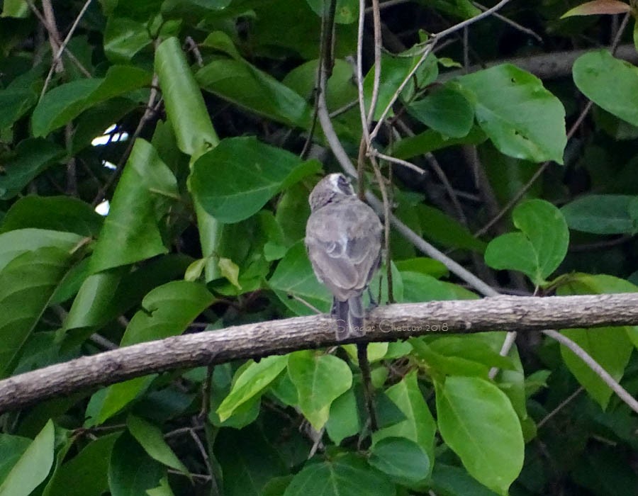 Common Woodshrike - Sivadas Chettur