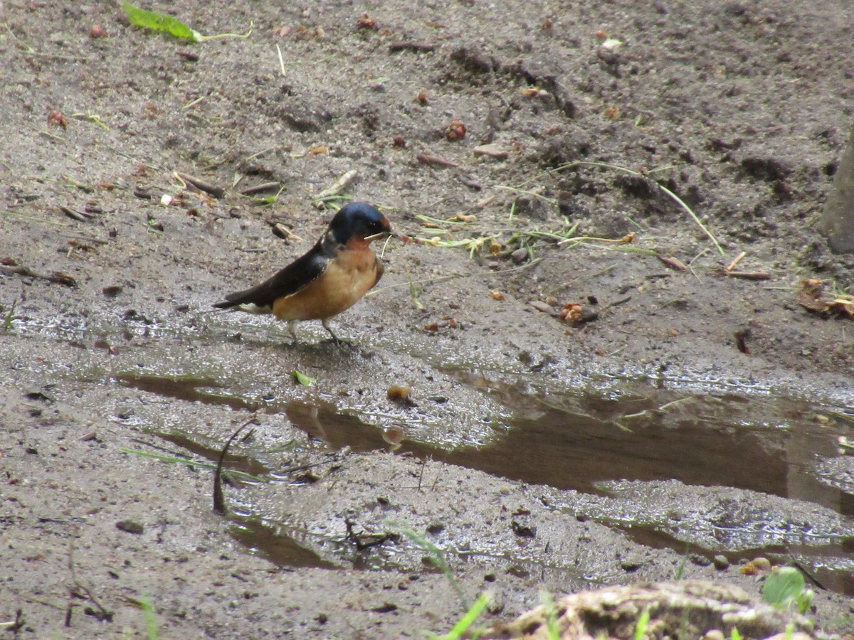 Barn Swallow - ML103581811