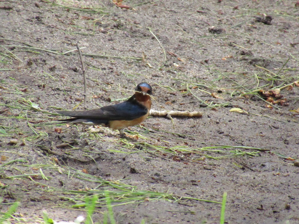 Barn Swallow - ML103581831