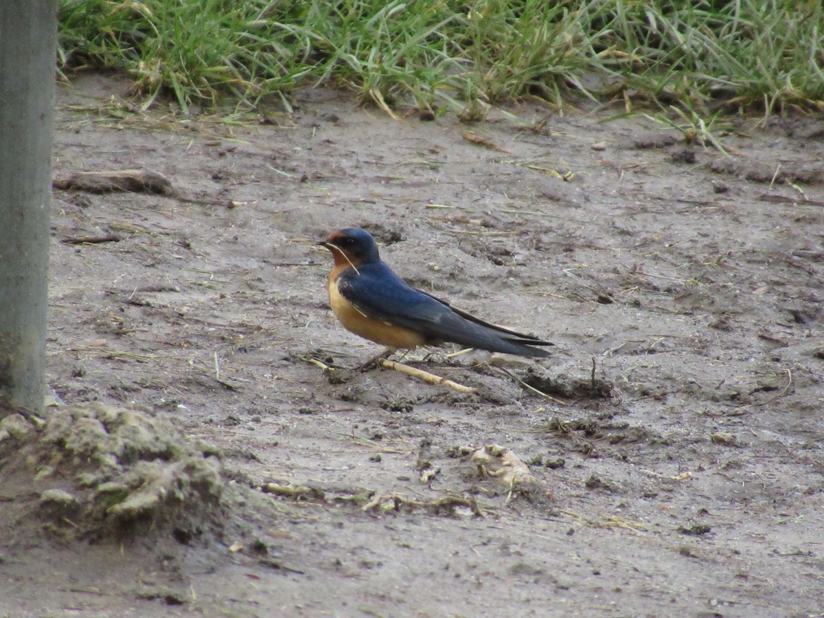 Barn Swallow - ML103581841