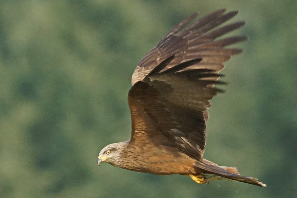 Black Kite - ML103582691