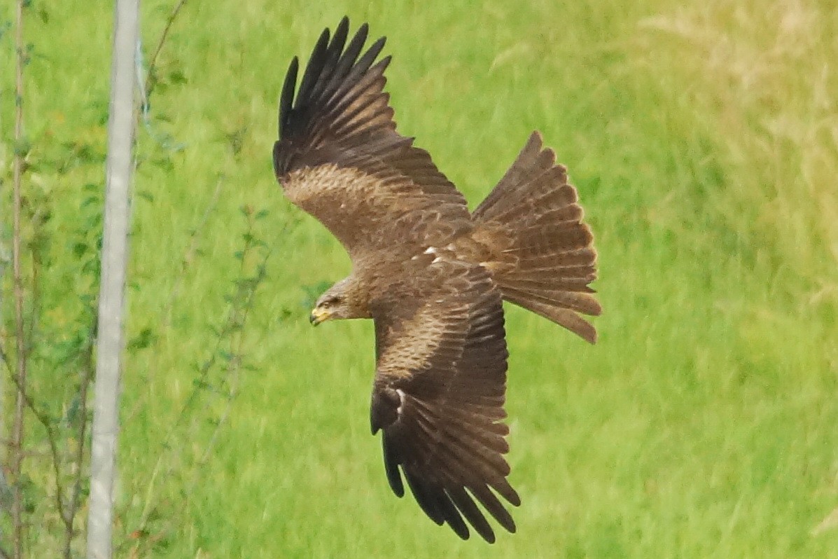 Black Kite - Heiko Heerklotz