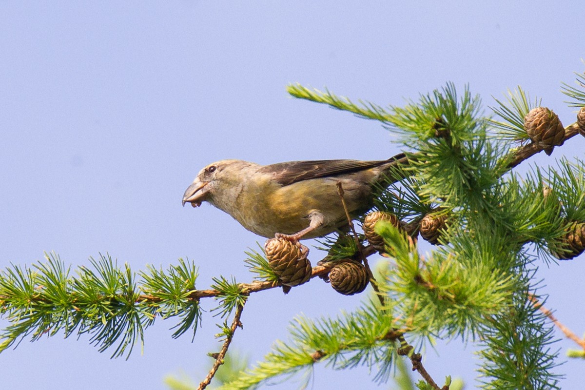 Red Crossbill - Ric Else