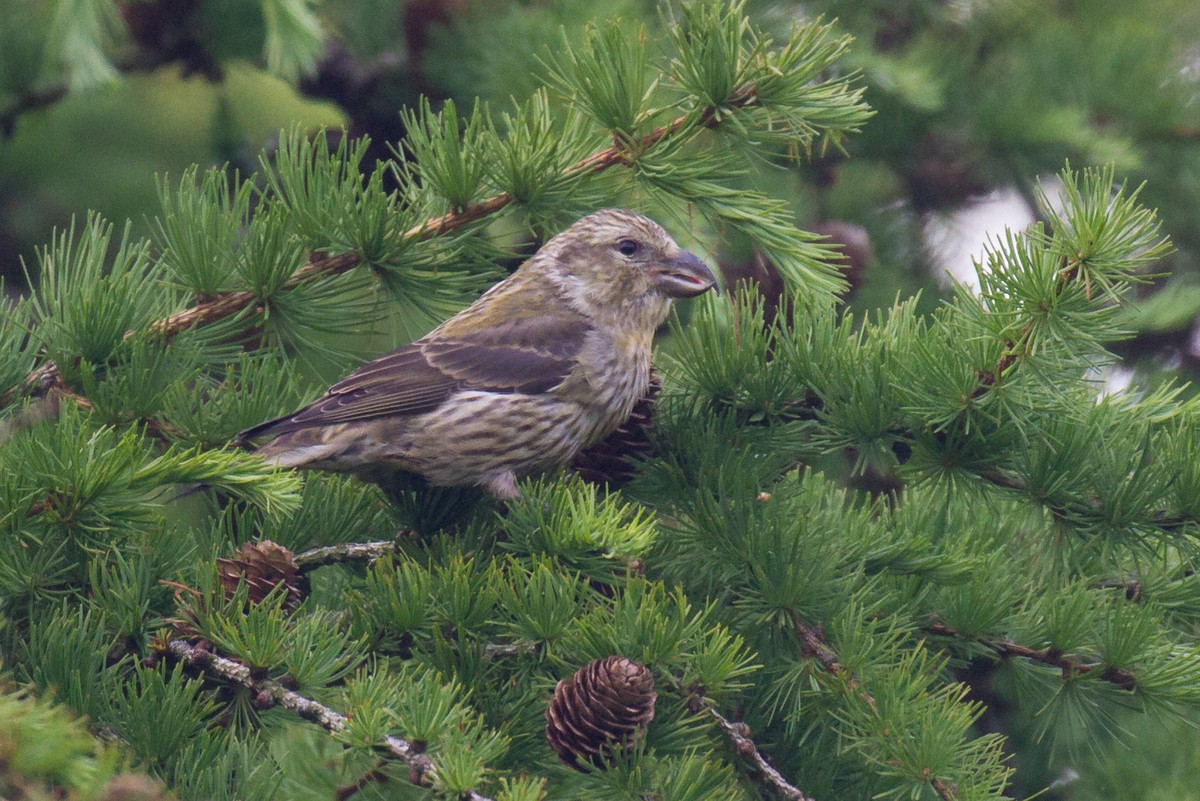 Red Crossbill - ML103582911