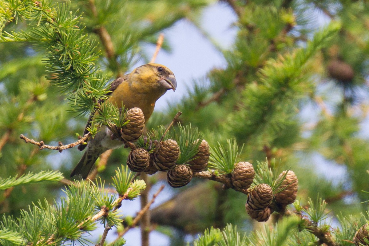 Bec-croisé des sapins - ML103583041