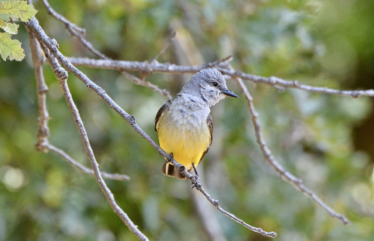 Western Kingbird - ML103587021