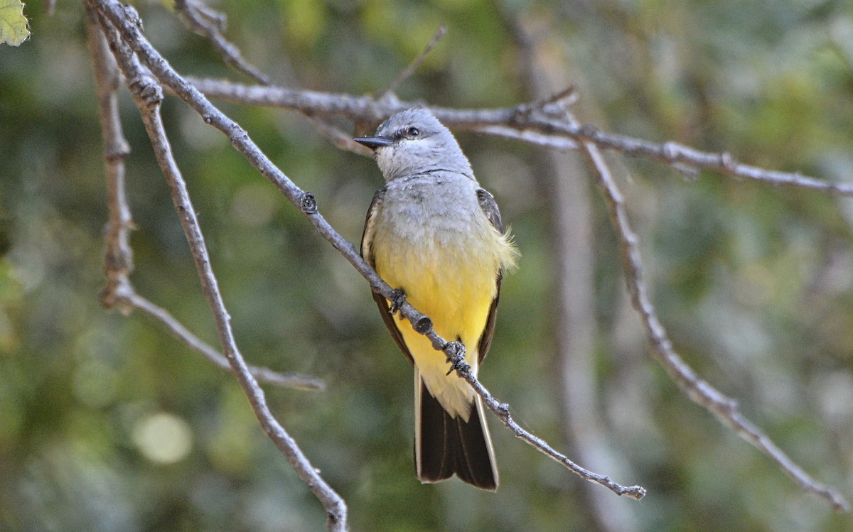 Western Kingbird - ML103587041