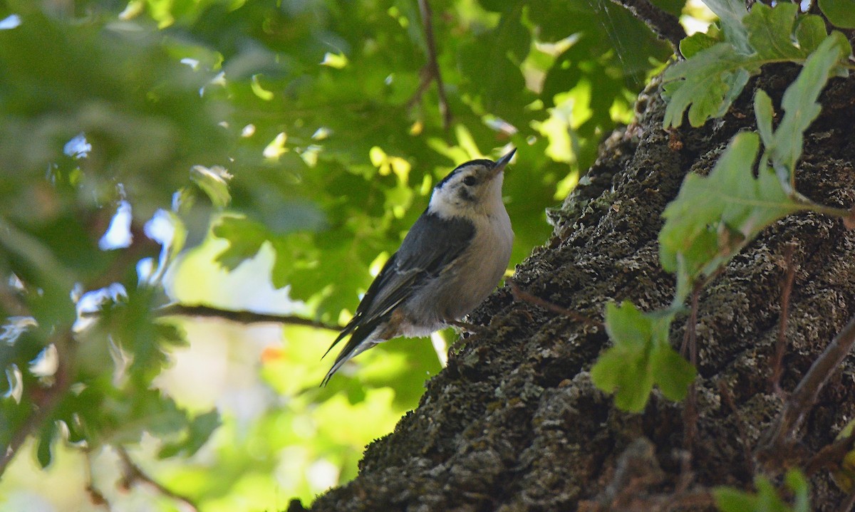 White-breasted Nuthatch - ML103587311