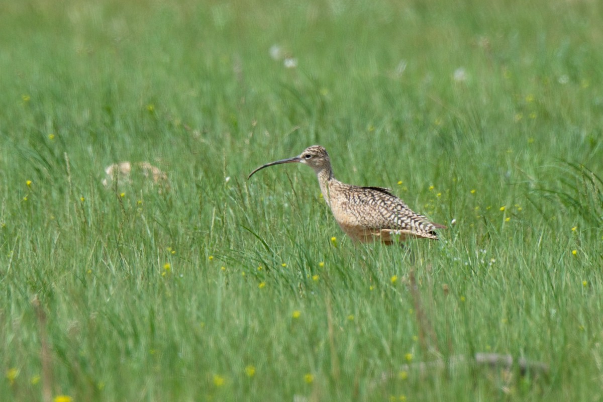 Long-billed Curlew - ML103587411