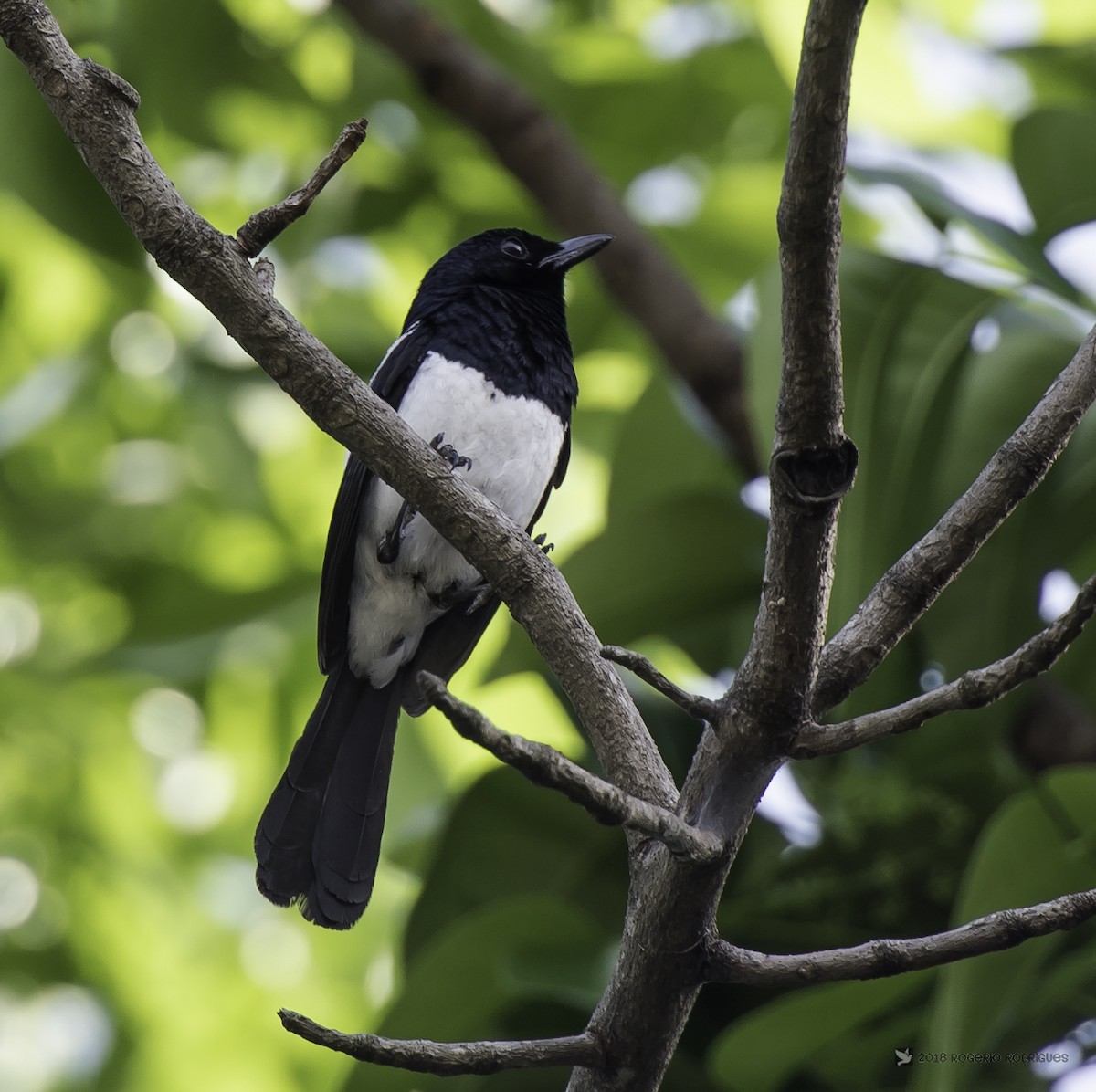 Philippine Magpie-Robin - ML103587811