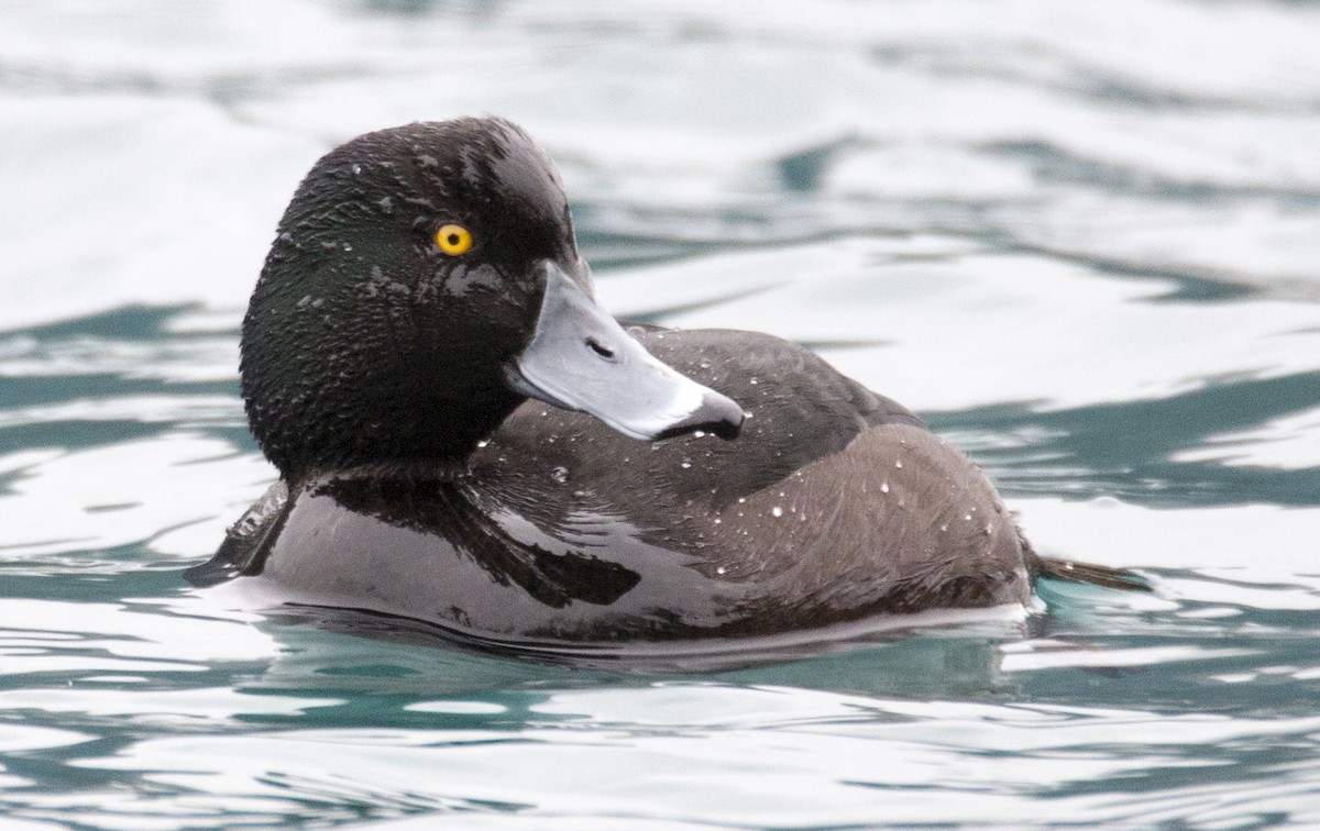 New Zealand Scaup - Scott Young