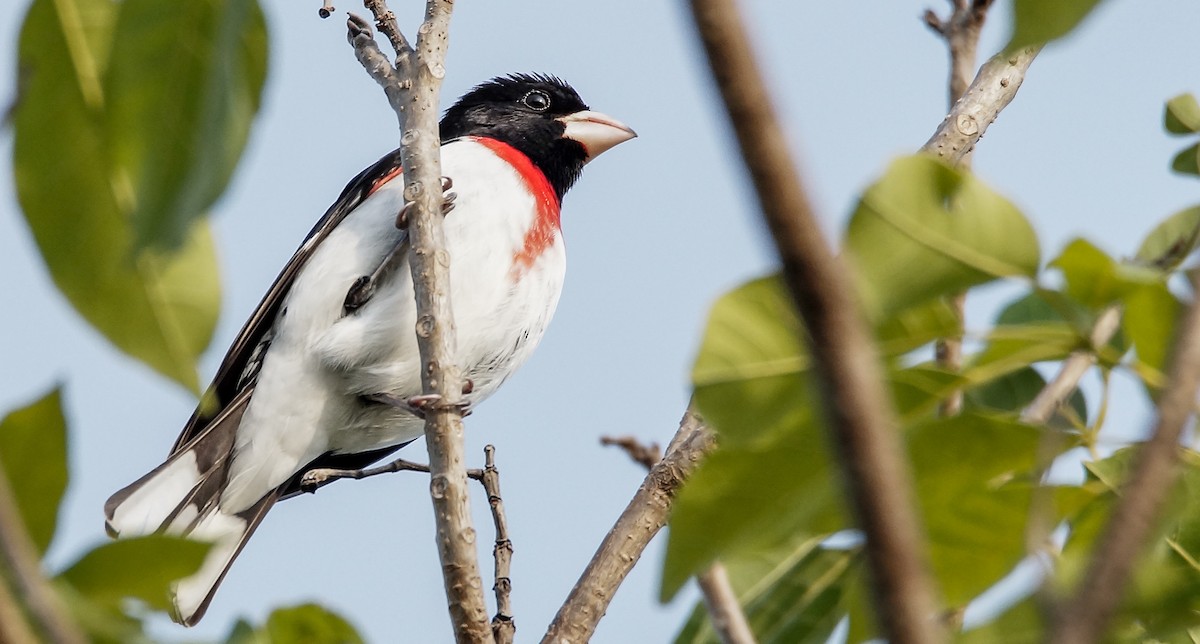 Rose-breasted Grosbeak - Aldo Echeverria