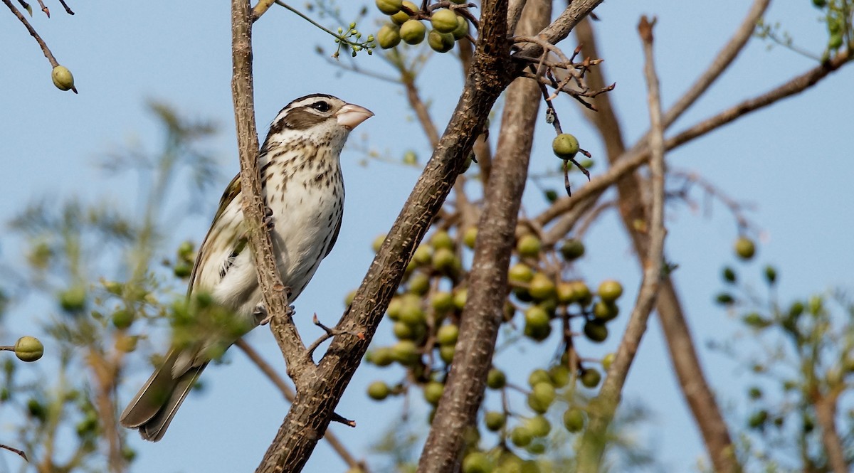 Rose-breasted Grosbeak - ML103588571