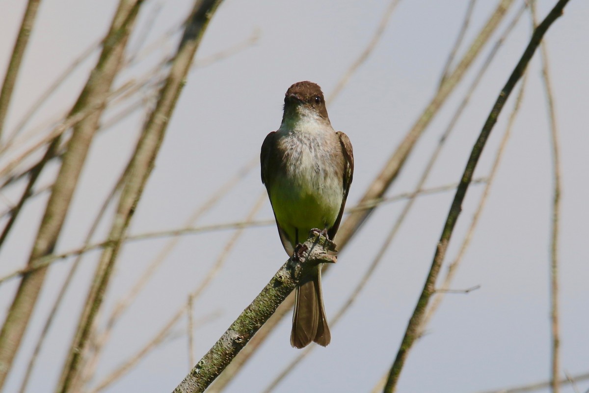 Eastern Phoebe - Ann Van Sant