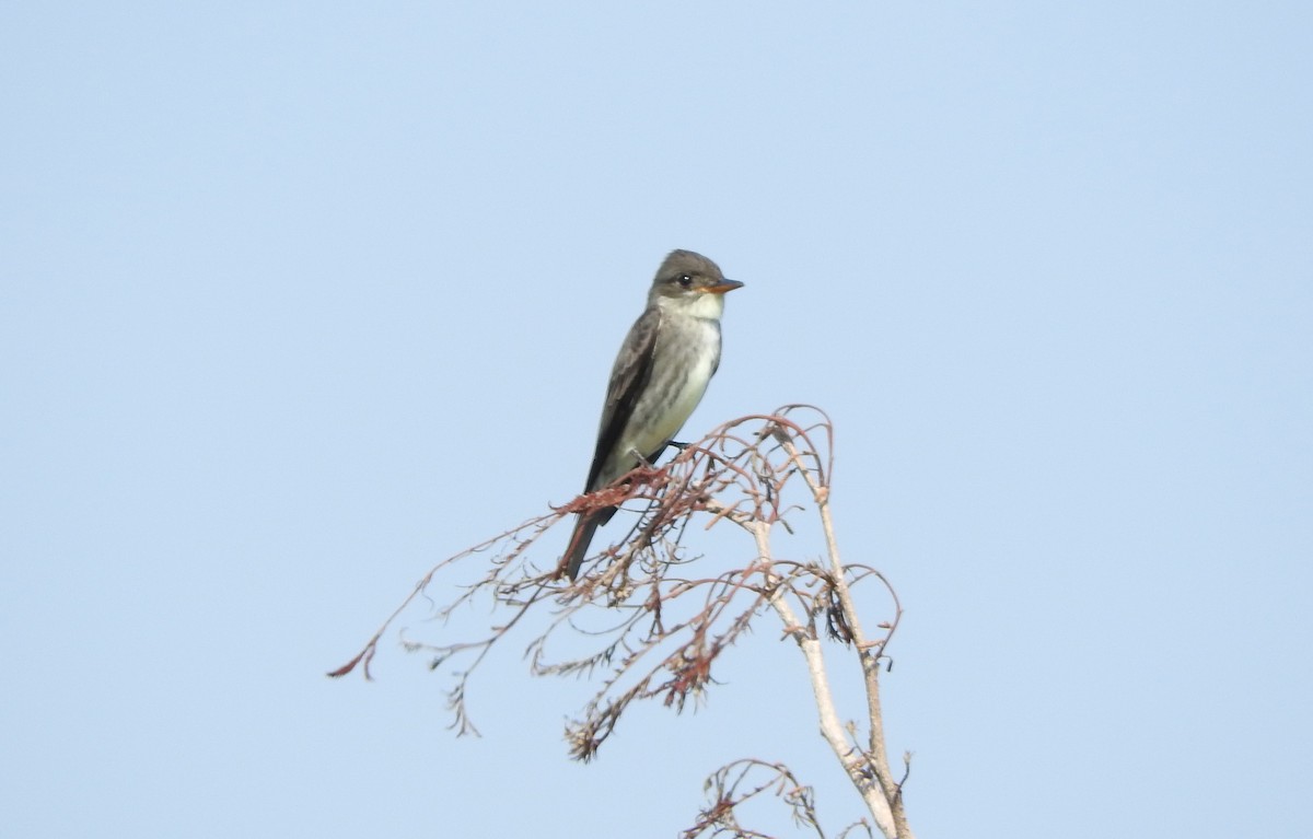 Olive-sided Flycatcher - ML103590731